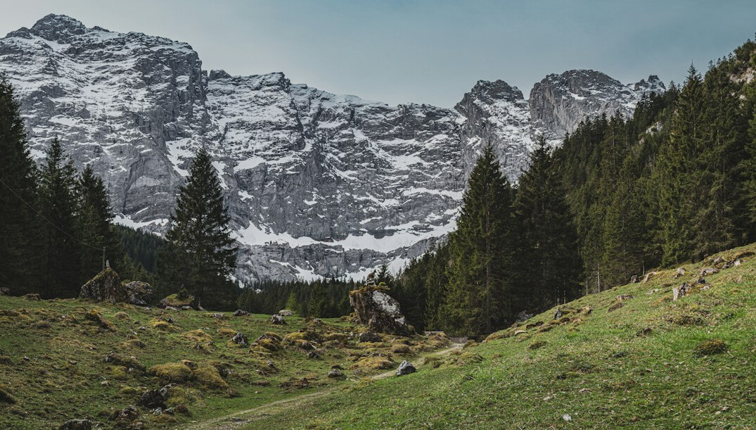 swiss forest path